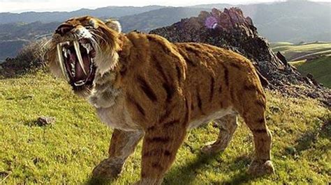 where did sabertooth tigers live.